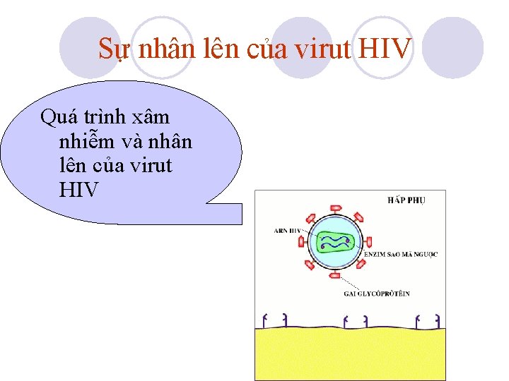 Sự nhân lên của virut HIV Quá trình xâm nhiễm và nhân lên của Sự nhân lên của virut HIV Quá trình xâm nhiễm và nhân lên của