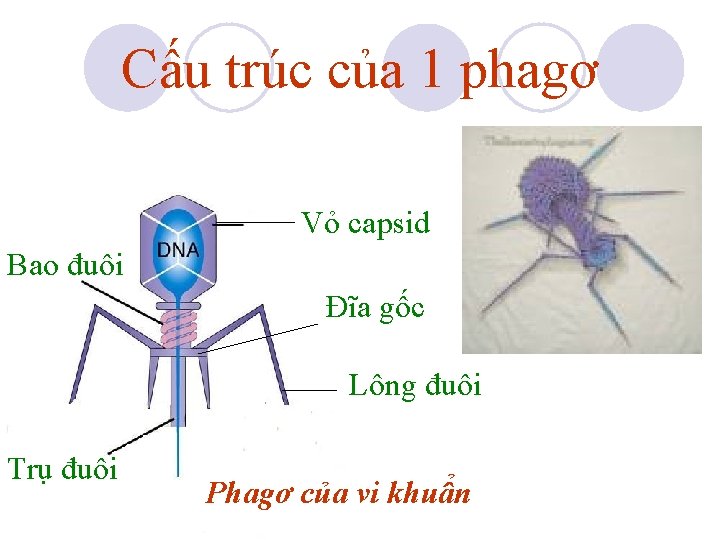 Cấu trúc của 1 phagơ Vỏ capsid Bao đuôi Đĩa gốc Lông đuôi Trụ Cấu trúc của 1 phagơ Vỏ capsid Bao đuôi Đĩa gốc Lông đuôi Trụ