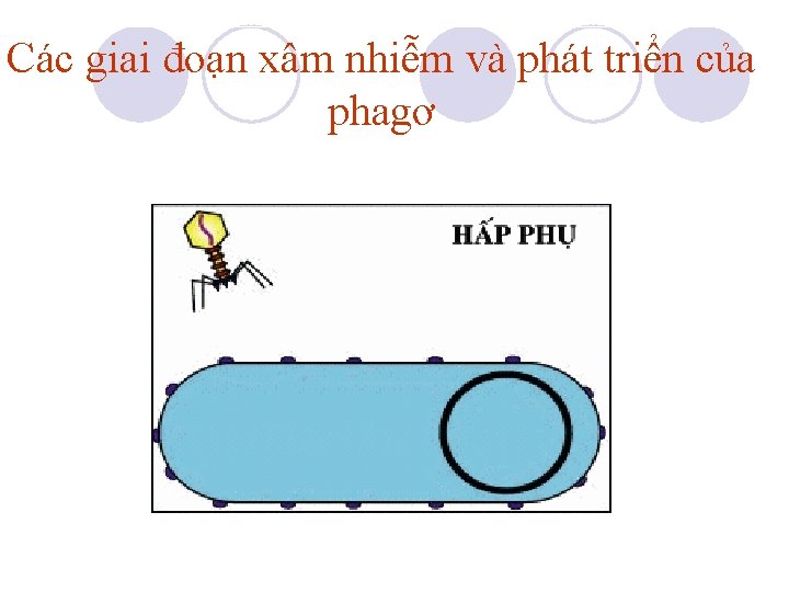 Các giai đoạn xâm nhiễm và phát triển của phagơ Các giai đoạn xâm nhiễm và phát triển của phagơ