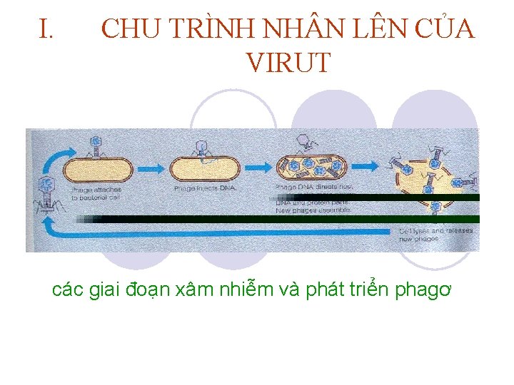 I. CHU TRÌNH NH N LÊN CỦA VIRUT các giai đoạn xâm nhiễm và I. CHU TRÌNH NH N LÊN CỦA VIRUT các giai đoạn xâm nhiễm và