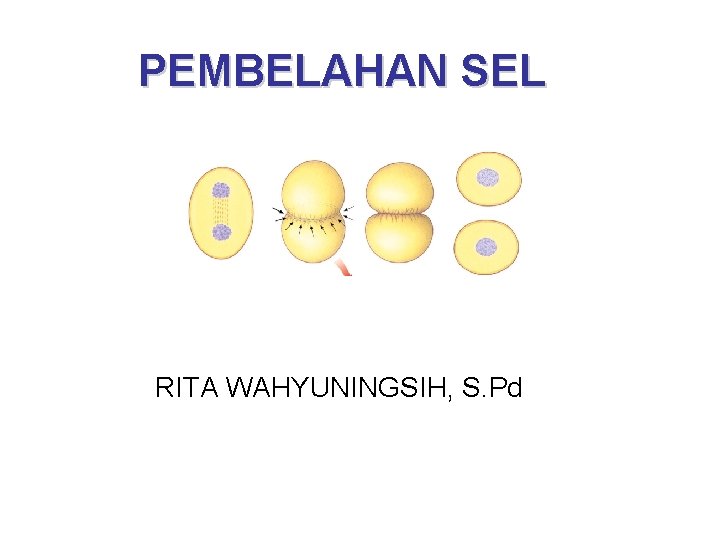 PEMBELAHAN SEL RITA WAHYUNINGSIH, S. Pd 