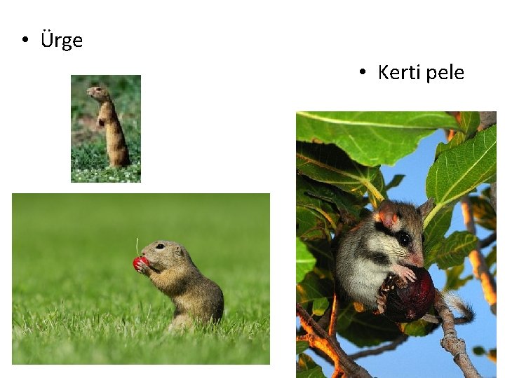  • Ürge • Kerti pele 