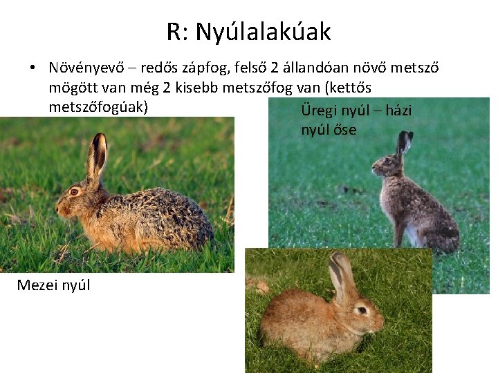 R: Nyúlalakúak • Növényevő – redős zápfog, felső 2 állandóan növő metsző mögött van