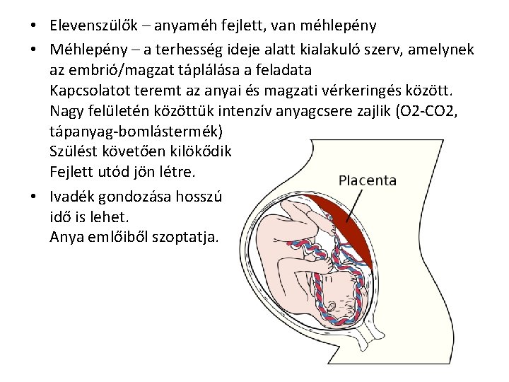  • Elevenszülők – anyaméh fejlett, van méhlepény • Méhlepény – a terhesség ideje