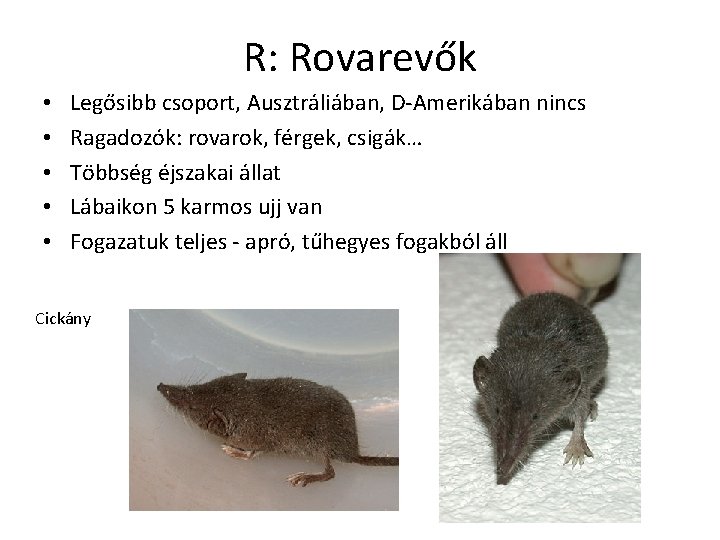 R: Rovarevők • • • Legősibb csoport, Ausztráliában, D-Amerikában nincs Ragadozók: rovarok, férgek, csigák…