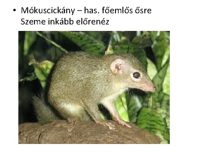  • Mókuscickány – has. főemlős ősre Szeme inkább előrenéz 