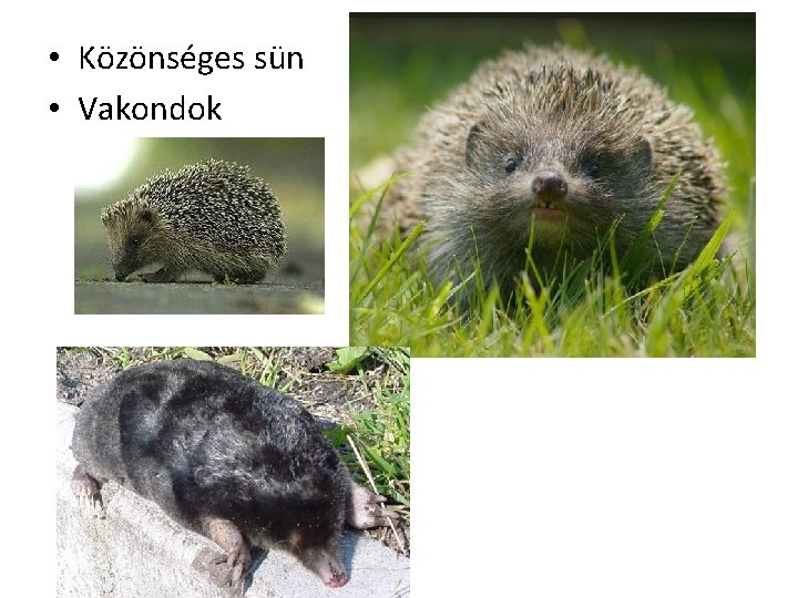  • Közönséges sün • Vakondok 