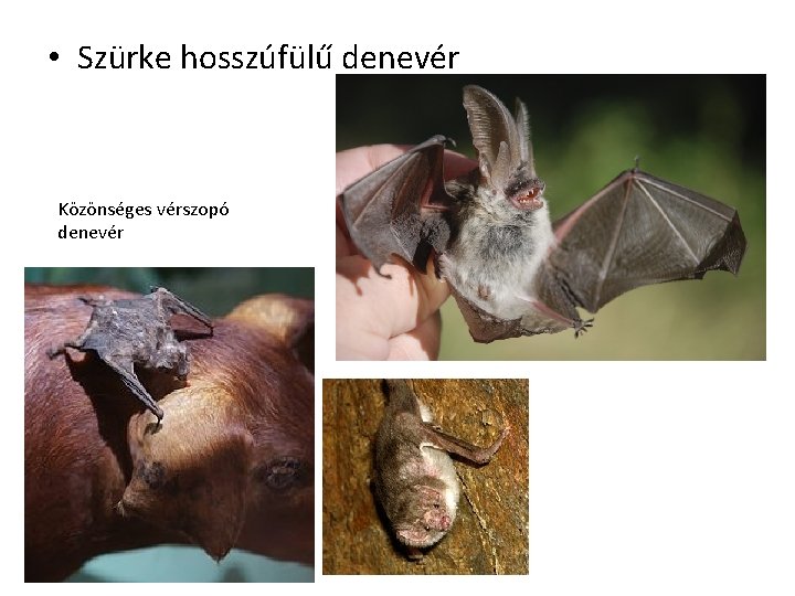  • Szürke hosszúfülű denevér Közönséges vérszopó denevér 