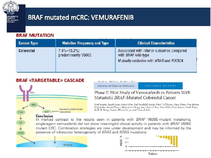 BRAF mutated m. CRC: VEMURAFENIB BRAF MUTATION BRAF «TARGETABLE» CASCADE 