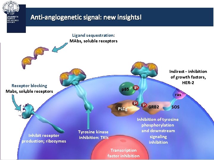 Anti-angiogenetic signal: new insights! Ligand sequestration: MAbs, soluble receptors Indirect - inhibition of growth