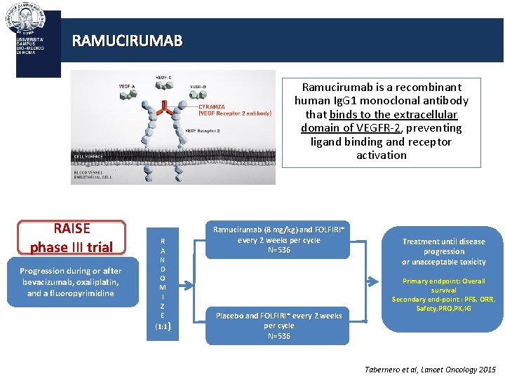 RAMUCIRUMAB Ramucirumab is a recombinant human Ig. G 1 monoclonal antibody that binds to