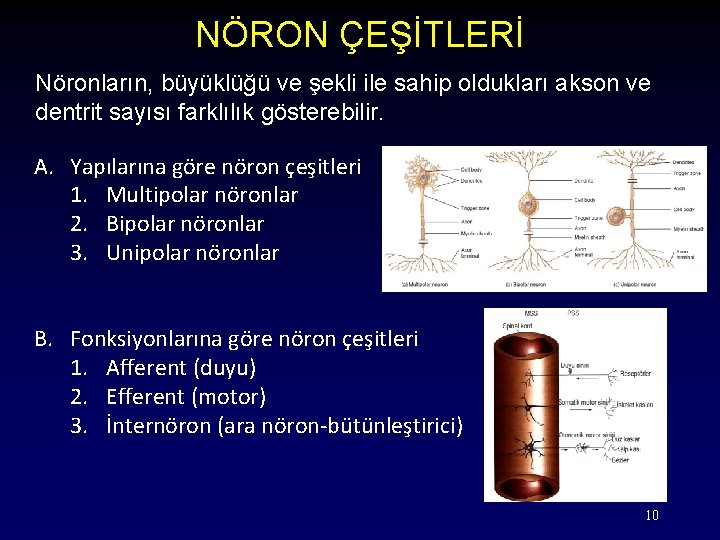 NÖRON ÇEŞİTLERİ Nöronların, büyüklüğü ve şekli ile sahip oldukları akson ve dentrit sayısı farklılık