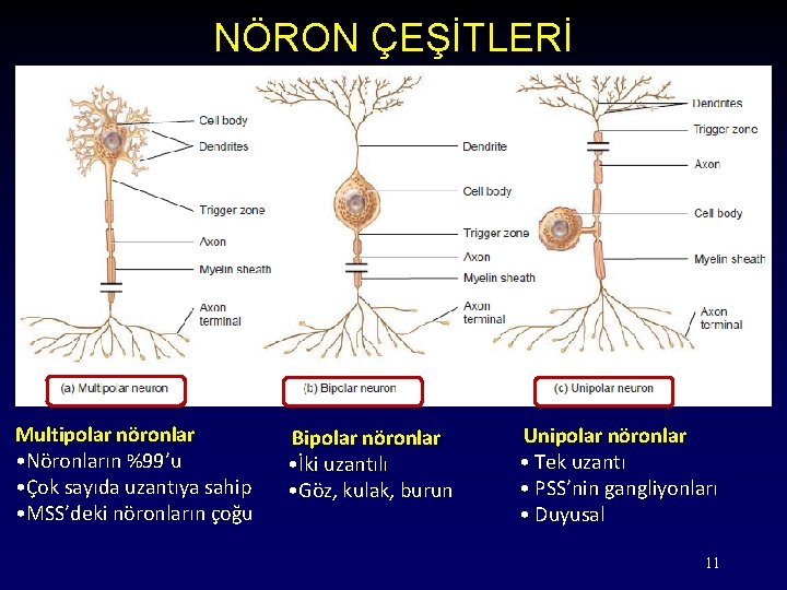 NÖRON ÇEŞİTLERİ Multipolar nöronlar • Nöronların %99’u • Çok sayıda uzantıya sahip • MSS’deki
