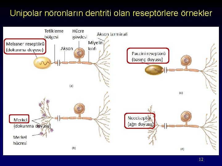 Unipolar nöronların dentriti olan reseptörlere örnekler 12 