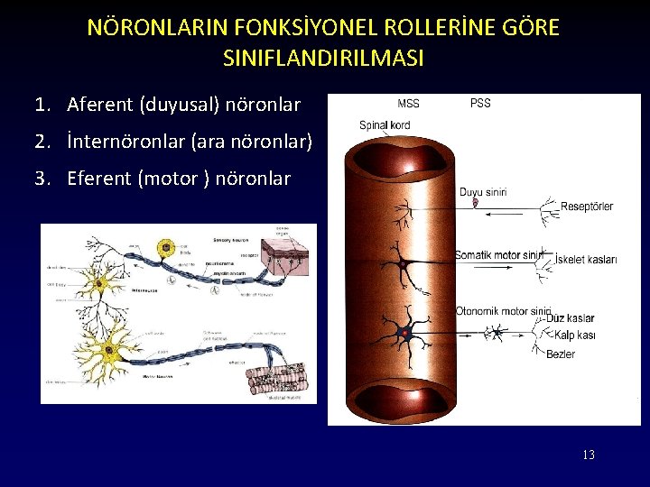 NÖRONLARIN FONKSİYONEL ROLLERİNE GÖRE SINIFLANDIRILMASI 1. Aferent (duyusal) nöronlar 2. İnternöronlar (ara nöronlar) 3.