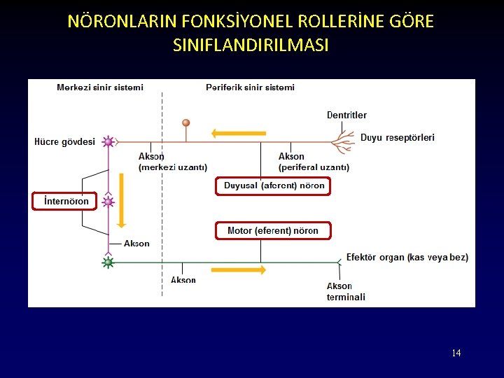 NÖRONLARIN FONKSİYONEL ROLLERİNE GÖRE SINIFLANDIRILMASI 14 