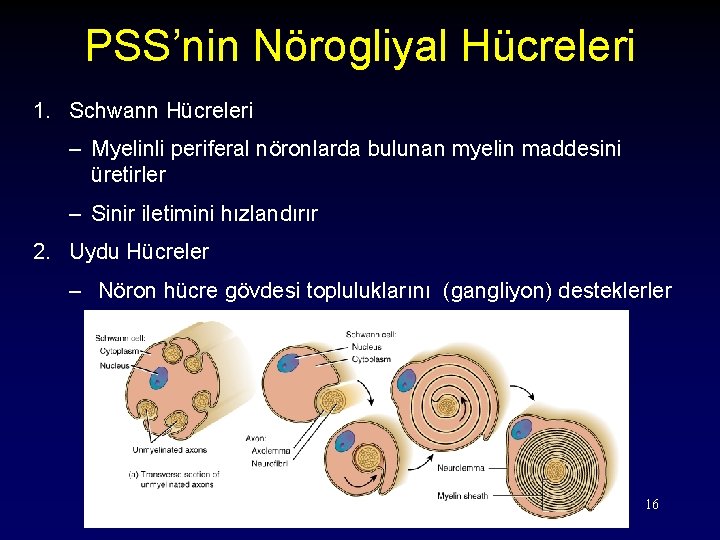 PSS’nin Nörogliyal Hücreleri 1. Schwann Hücreleri – Myelinli periferal nöronlarda bulunan myelin maddesini üretirler