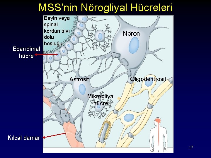 MSS’nin Nörogliyal Hücreleri Epandimal hücre Beyin veya spinal kordun sıvı dolu boşluğu Nöron Astrosit