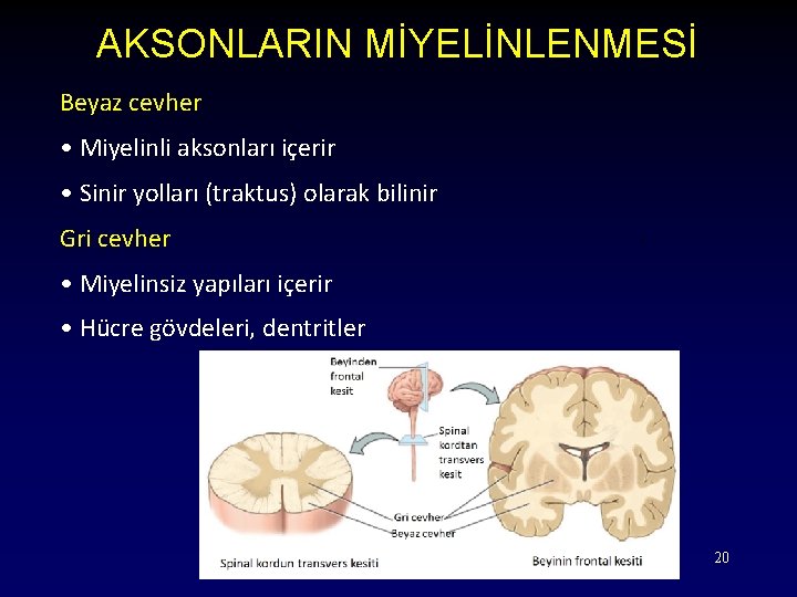 AKSONLARIN MİYELİNLENMESİ Beyaz cevher • Miyelinli aksonları içerir • Sinir yolları (traktus) olarak bilinir