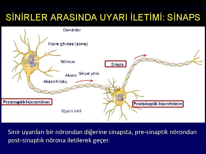 SİNİRLER ARASINDA UYARI İLETİMİ: SİNAPS Sinir uyarıları bir nörondan diğerine sinapsta, pre-sinaptik nörondan post-sinaptik