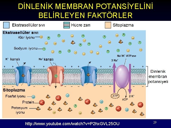 DİNLENİK MEMBRAN POTANSİYELİNİ BELİRLEYEN FAKTÖRLER http: //www. youtube. com/watch? v=P 2 hx. GVL 25