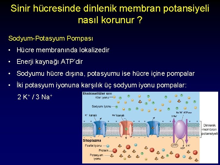 Sinir hücresinde dinlenik membran potansiyeli nasıl korunur ? Sodyum-Potasyum Pompası • Hücre membranında lokalizedir