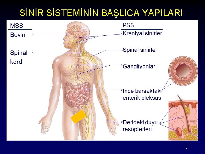 SİNİR SİSTEMİNİN BAŞLICA YAPILARI 3 