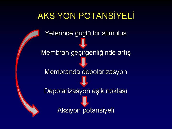 AKSİYON POTANSİYELİ Yeterince güçlü bir stimulus Membran geçirgenliğinde artış Membranda depolarizasyon Depolarizasyon eşik noktası