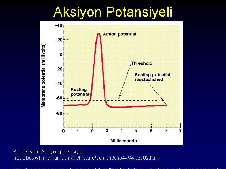 Aksiyon Potansiyeli Animasyon: Aksiyon potansiyeli http: //bcs. whfreeman. com/thelifewire/content/chp 44/4402002. html 