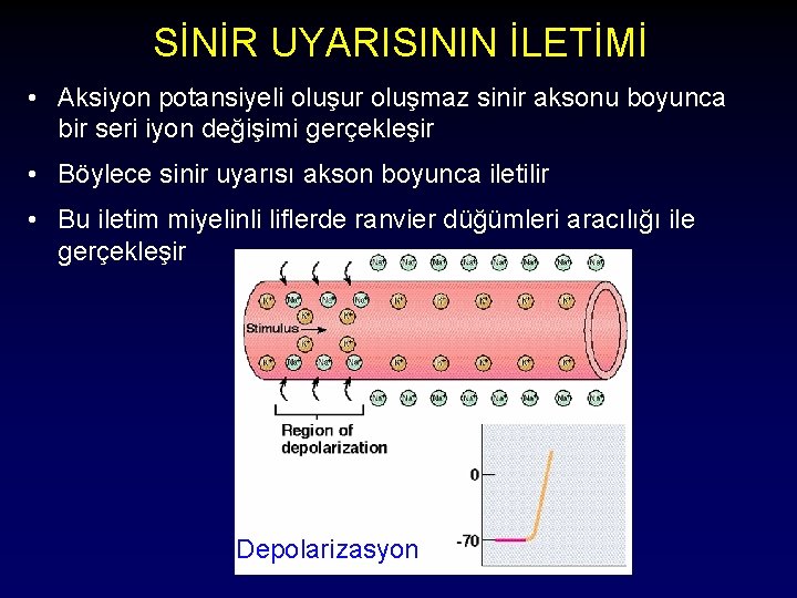 SİNİR UYARISININ İLETİMİ • Aksiyon potansiyeli oluşur oluşmaz sinir aksonu boyunca bir seri iyon