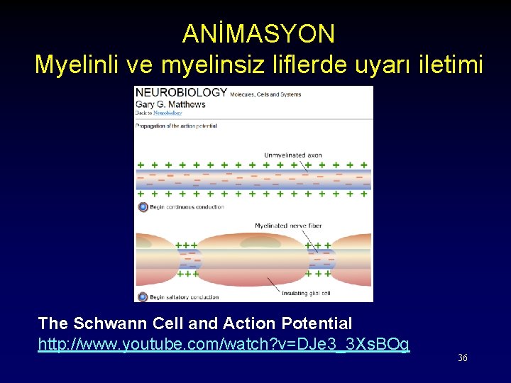 ANİMASYON Myelinli ve myelinsiz liflerde uyarı iletimi The Schwann Cell and Action Potential http: