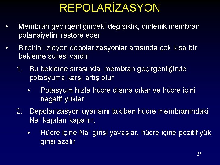 REPOLARİZASYON • Membran geçirgenliğindeki değişiklik, dinlenik membran potansiyelini restore eder • Birbirini izleyen depolarizasyonlar