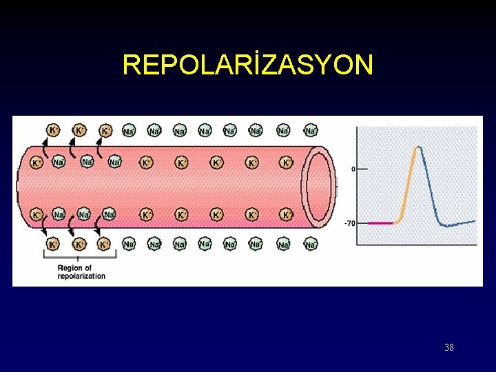 REPOLARİZASYON 38 