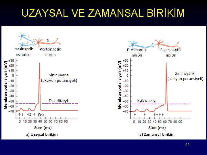 UZAYSAL VE ZAMANSAL BİRİKİM 45 