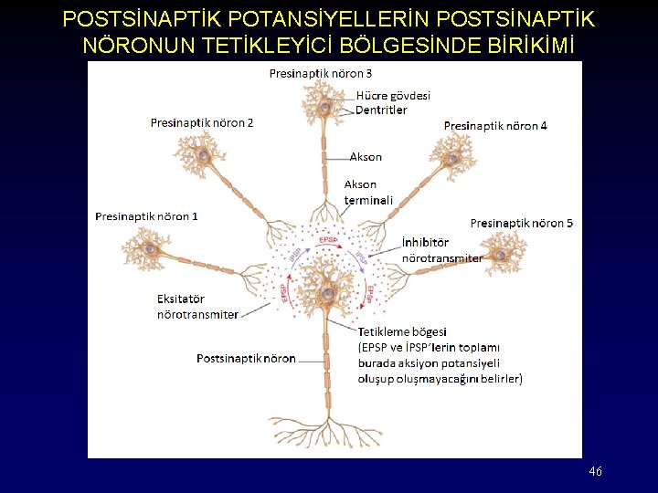 POSTSİNAPTİK POTANSİYELLERİN POSTSİNAPTİK NÖRONUN TETİKLEYİCİ BÖLGESİNDE BİRİKİMİ 46 