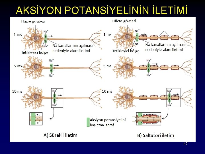 AKSİYON POTANSİYELİNİN İLETİMİ 47 