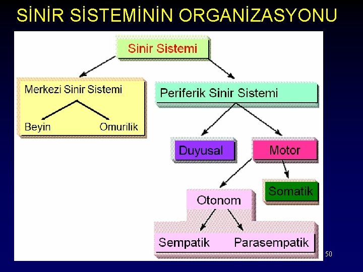 SİNİR SİSTEMİNİN ORGANİZASYONU 50 