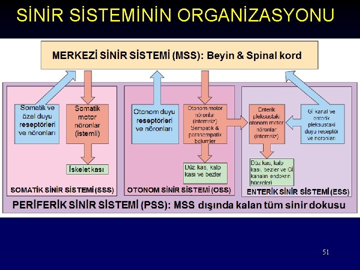 SİNİR SİSTEMİNİN ORGANİZASYONU 51 