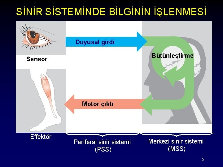 SİNİR SİSTEMİNDE BİLGİNİN İŞLENMESİ Duyusal girdi Bütünleştirme Sensor Motor çıktı Effektör Periferal sinir sistemi