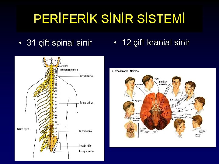 PERİFERİK SİNİR SİSTEMİ • 31 çift spinal sinir • 12 çift kranial sinir 