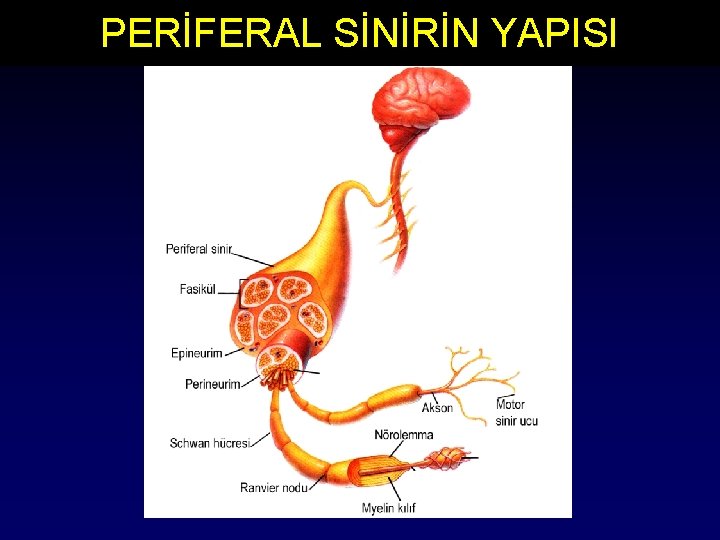 PERİFERAL SİNİRİN YAPISI 