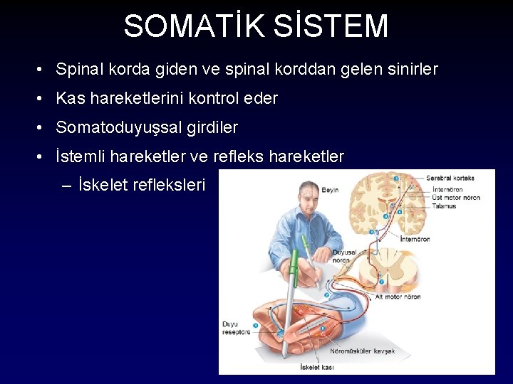 SOMATİK SİSTEM • Spinal korda giden ve spinal korddan gelen sinirler • Kas hareketlerini