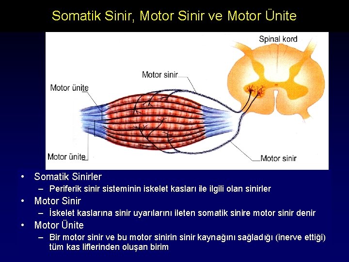 Somatik Sinir, Motor Sinir ve Motor Ünite • Somatik Sinirler – Periferik sinir sisteminin