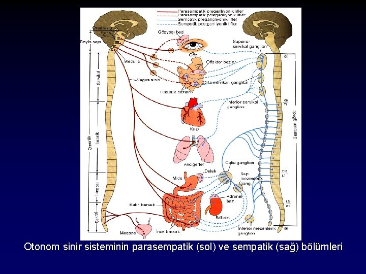 Otonom sinir sisteminin parasempatik (sol) ve sempatik (sağ) bölümleri 