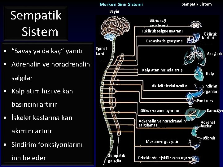 Sempatik Sistem • “Savaş ya da kaç” yanıtı Merkezi Sinir Sistemi Sempatik Sistem Beyin