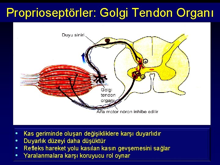 Proprioseptörler: Golgi Tendon Organı • • Kas geriminde oluşan değişikliklere karşı duyarlıdır Duyarlık düzeyi