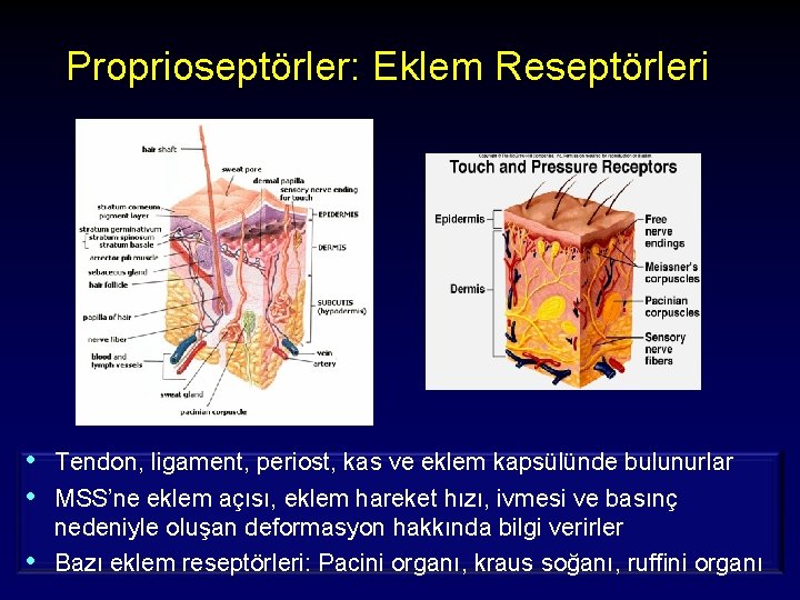 Proprioseptörler: Eklem Reseptörleri • Tendon, ligament, periost, kas ve eklem kapsülünde bulunurlar • MSS’ne