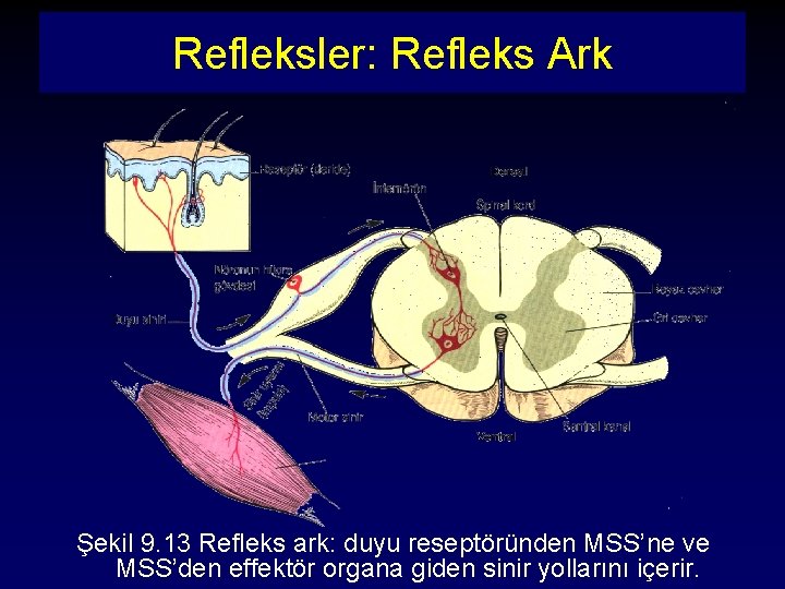 Refleksler: Refleks Ark Şekil 9. 13 Refleks ark: duyu reseptöründen MSS’ne ve MSS’den effektör
