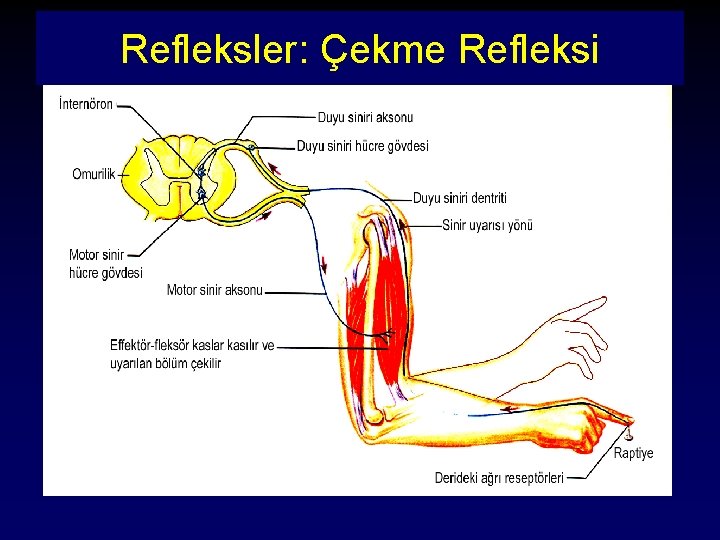 Refleksler: Çekme Refleksi 