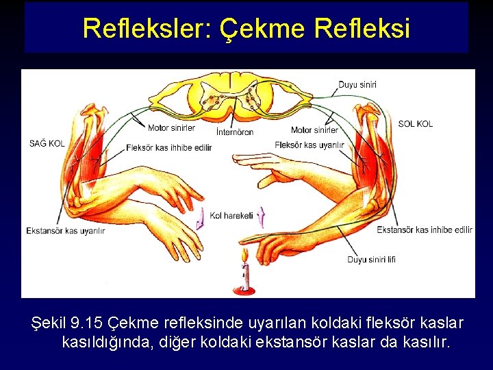 Refleksler: Çekme Refleksi Şekil 9. 15 Çekme refleksinde uyarılan koldaki fleksör kaslar kasıldığında, diğer